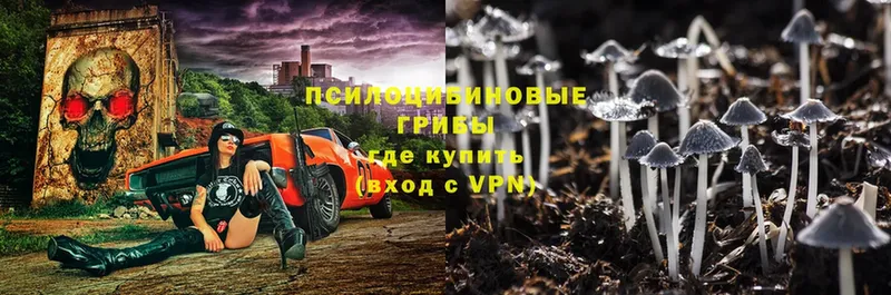 ссылка на мегу вход  что такое   Тавда  Псилоцибиновые грибы Psilocybe 